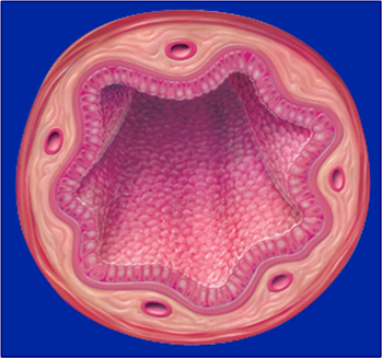 bronchus.png